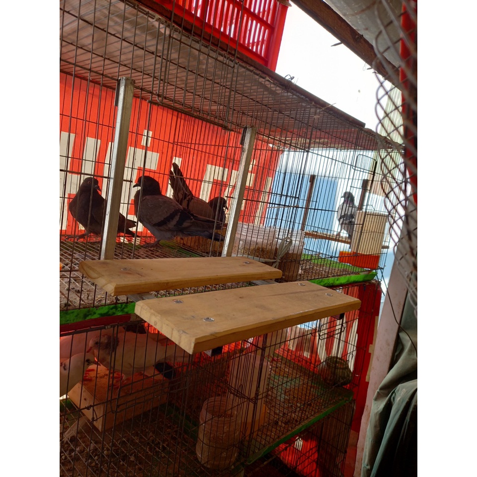 Kệ đứng cho chim, gà tre