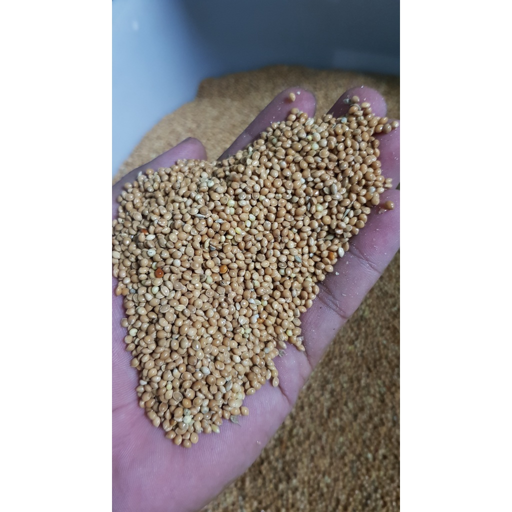 Hạt kê vàng đóng gói gói 500g - 1kg