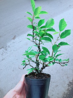 Cây Khế Bonsai
