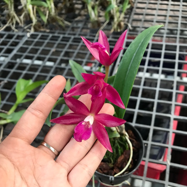 Cattleya Mini Cánh Sáp