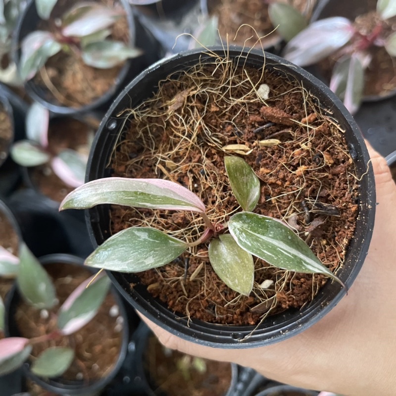 Cây công chúa Hồng philodendron pink princess marble kiểng lá
