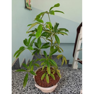 Cây ngũ gia bì - để bàn, chậu nhựa