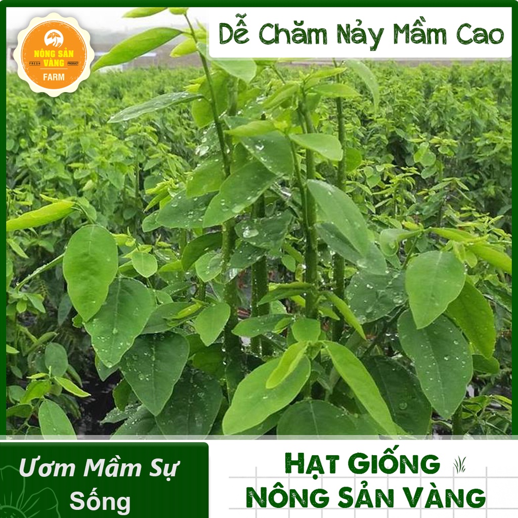 Hạt giống Rau Ngót ( Gói 100 Hạt ) - Nông Sản Vàng