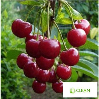 Gói 5 Hạt Giống Cherry Mỹ Cao Sản