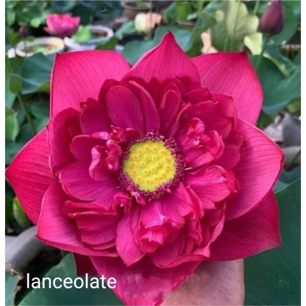 Củ Sen Thái Giống- 12 Loại- cho hoa sau tầm 1 tháng trồng