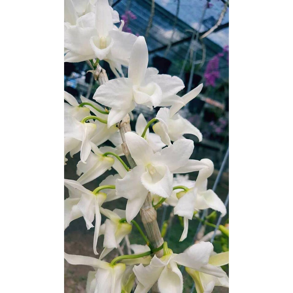 giả hạc trắng