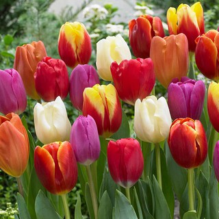 5 củ hoa tulip 9 màu tự chọn- 10k/củ