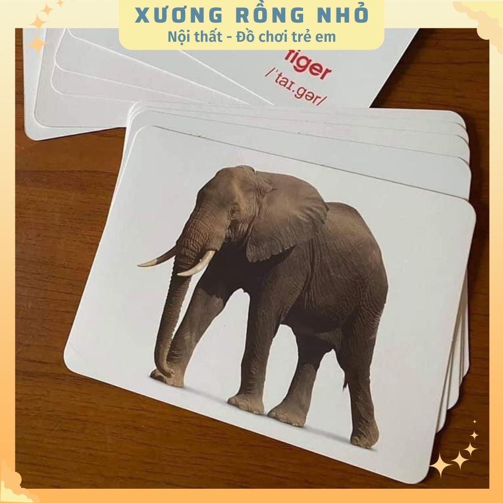 Thẻ học thông minh cho bé loại to song ngữ, thẻ học GLENN DOMAN chuẩn về thế giới xung quanh cho bé