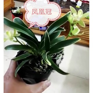 Địa lan lá biên phát tài đột biến- hoa tuyệt đẹp