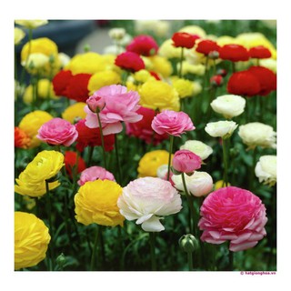 Củ Giống Hoa Mao Lương Hồng Ri Ba Tư Đỏ Hồng Cam Trắng Vàng