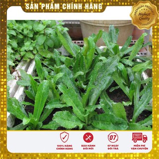 Hạt giống rau gi vị COMBO 08 Loại