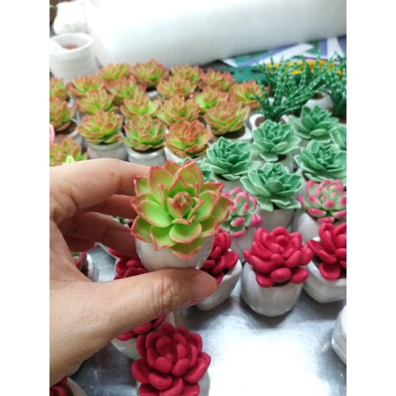 SEN ĐÁ MINI,Giao mẫu ngẫu nhiên