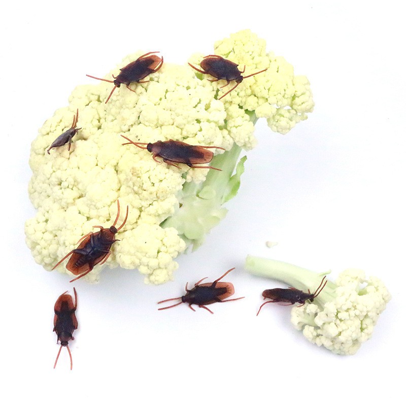 COMBO 10 CÔN TRÙNG CAO SU RẾT, GIÁN, BÒ CẠP, THẠCH SÙNG ĐỒ CHƠI MÔ HÌNH