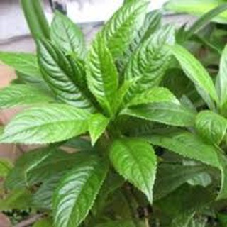 CÂY GIỐNG RAU SƯƠNG SÔNG -CÂY RAU GIA VỊ,CÂY THẢO DƯỢC