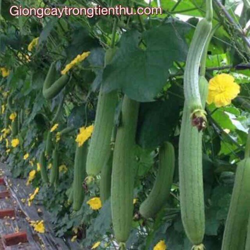 Hạt giống mướp Hương Thái Lan TN259