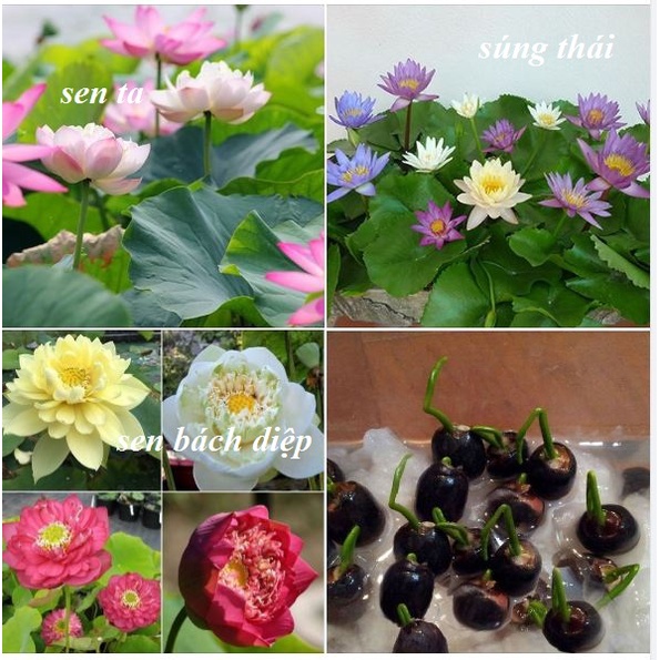 Hạt Giống Hoa Sen Nhiều Màu Các Loại, Trồng Quanh Năm, Dễ Trồng - Khang Nông Seeds