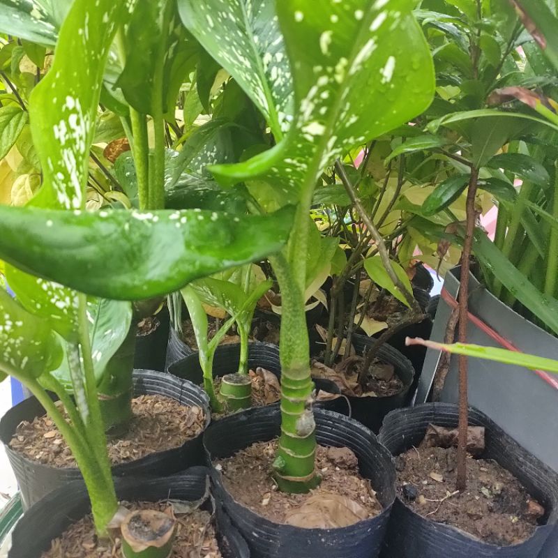 Chậu cây vạn niên thanh