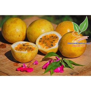 Cây giống Chanh Leo Colombia