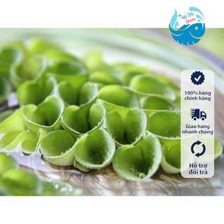 Cây thuỷ sinh Bèo tổ ong