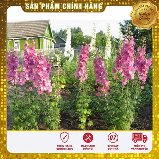 Hạt Giống Hoa Hoàng Anh Mix 50 Hạt