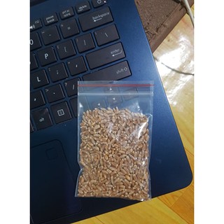 Hạt giống cỏ mèo (khoảng >300 hạt)