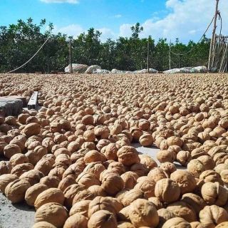 Hạt Óc Chó 500g