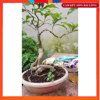 Cây Giống - Cây Lộc Vừng Núi Lá Nhỏ Trồng Chậu