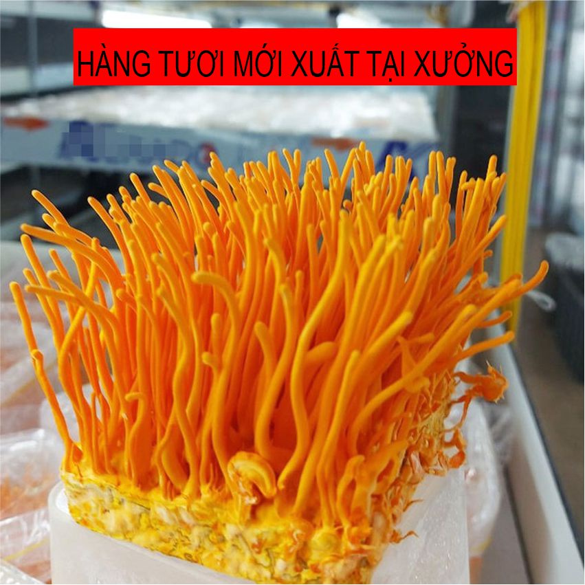 Đông trùng hạ thảo tươi NOCOVY, nấm dược liệu nuôi trồng hữu cơ tại Việt Nam, tăng cường đề kháng bảo hành 1 đổi 1
