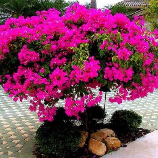 Cây 🌲 Hoa Giấy siêu hoa .... đang hoa