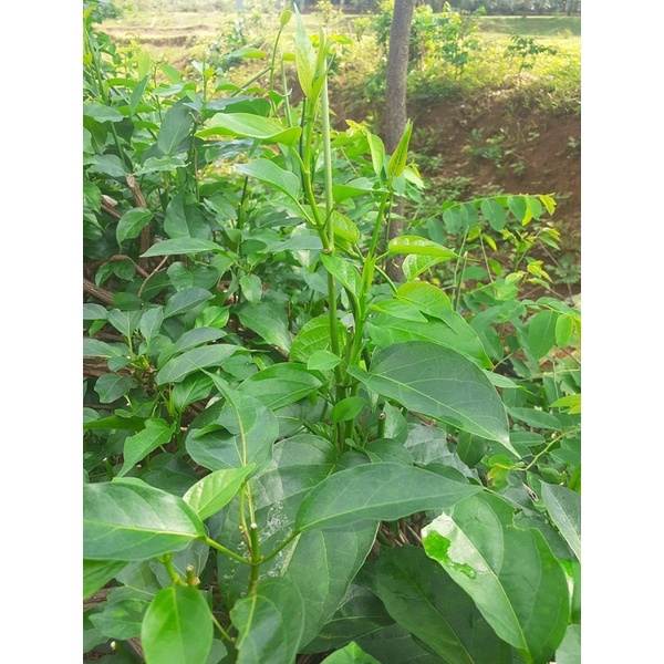 CÂY GIỐNG THÌA CANH LÁ TO HAY CÒN GỌI LÀ CÂY RAU MỎ