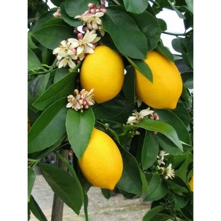 Cây 🌲 Chanh 🍋 Mỹ vàng... đang trái...1m6