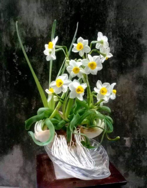 Củ giống hoa thủy tiên