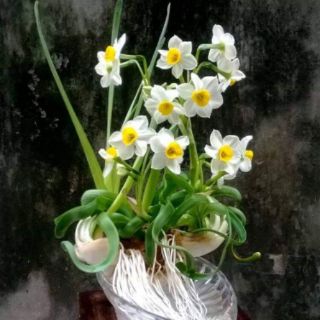 Củ giống hoa thủy tiên( củ nhỏ củ giống)