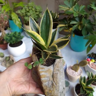 Lưỡi hổ mini TẶNG CHẬU