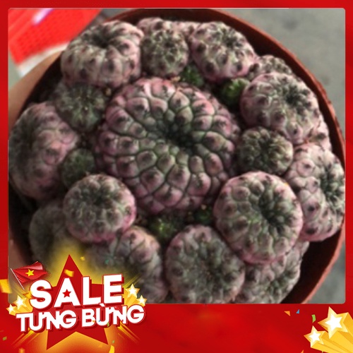 Xương rồng rauchi bụi🍏 |FREESHIP| 🔥 XỨ NÓNG, ĐÃ THUẦN KHÍ HẬU, KHOẺ ĐẸP 🍏 LỖI 1 ĐỔI 1