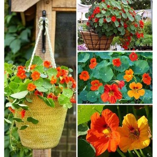 Hạt giống hoa Sen Cạn Nhiều Màu  ( 1 gói 15 hạt )