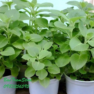 Hạt giống húng chanh gói 0,1 gram (TẶNG gói kích thích hỗ trợ hạt nảy mầm)