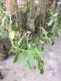 Lan giả hạc