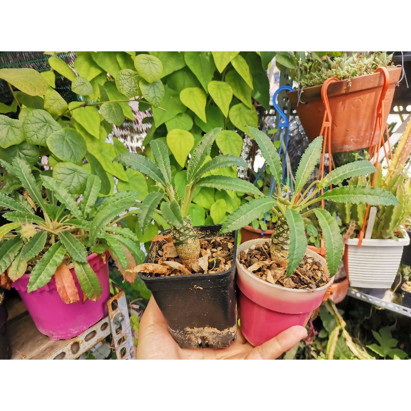 Mặt Trời lá dài Dorstenia foetida hybrid