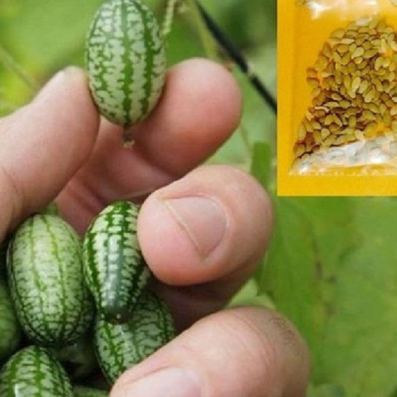 Hạt giống dưa hấu tí hon - 1 gói 10 hạt - HGT1