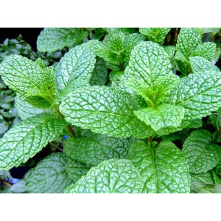 Hạt giống rau bạc hà