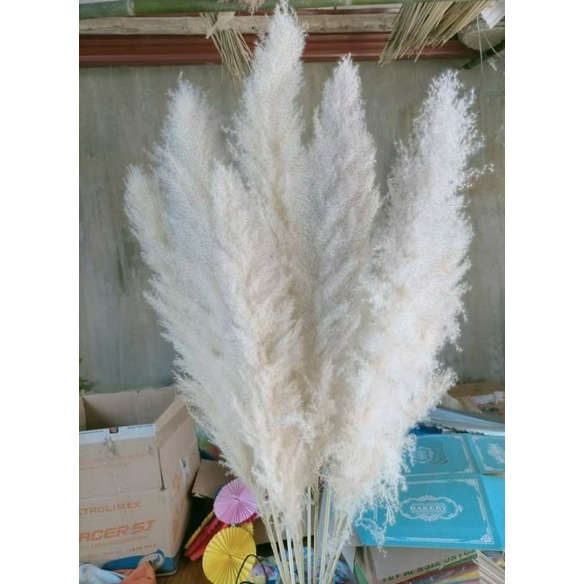 Cành lau rừng lau xù đẹp cắm bình, trang trí decor đã xử lý chống rụng,lau cao 100-160cm