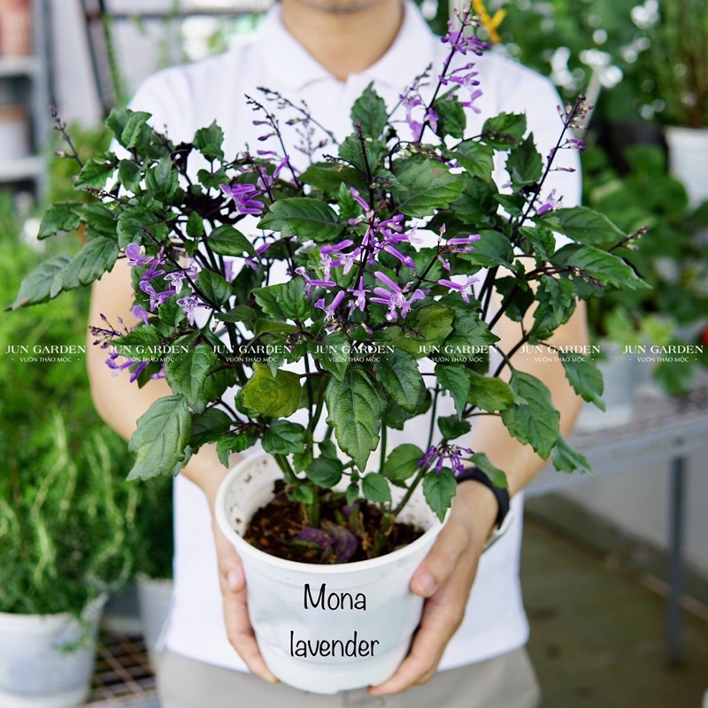 Cây Hoa Mona Lavender JUN GARDEN màu tím