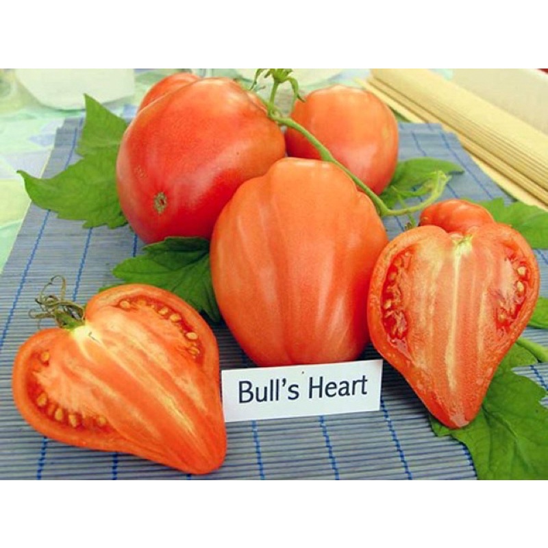 Hạt giống cà chua trái tim cao sản F1