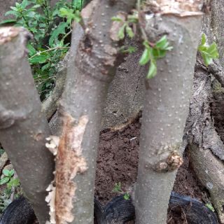 Cây chùm ngây gốc( ảnh thật)