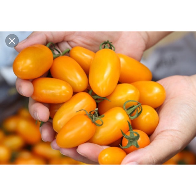 Hạt giống cà chua trái cây vàng