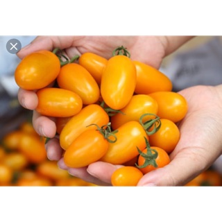 Hạt giống cà chua trái cây vàng