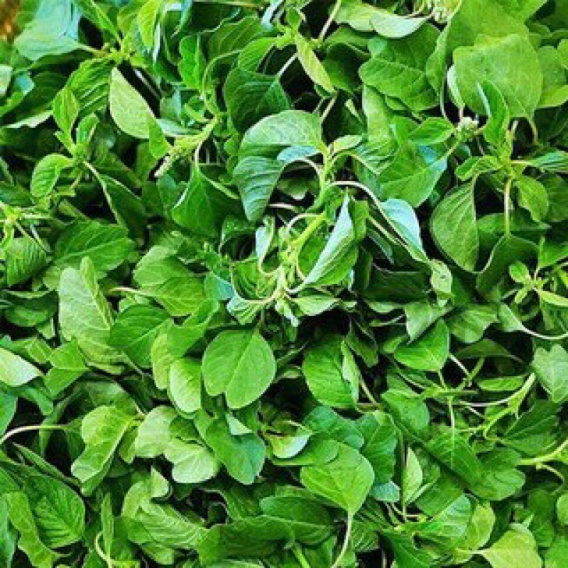 Hạt giống rau dền cơm- Rau Việt truyền thống - Rất thơm ngon ngọt - Gói 10gram