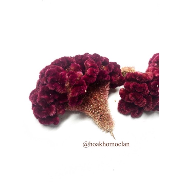 [HIẾM] Hoa Mồng Gà khô Coxcomb Celosia nhập Mỹ cực đẹp trang trí decor cắm lọ hoa, phụ kiện chụp ảnh sản phẩm