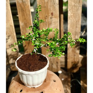Chậu cây sam trái Bonsai